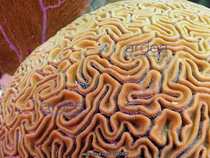 : Close-up of a brain coral (Diploria labyrinthiformis) : Close-up of a brain coral (Diploria labyrinthiformis)