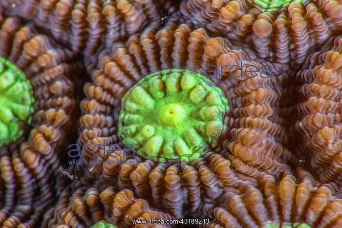 : Close-up of Brain Coral (Favites abdita), Komodo : Close-up of Brain Coral (Favites abdita), Komodo
