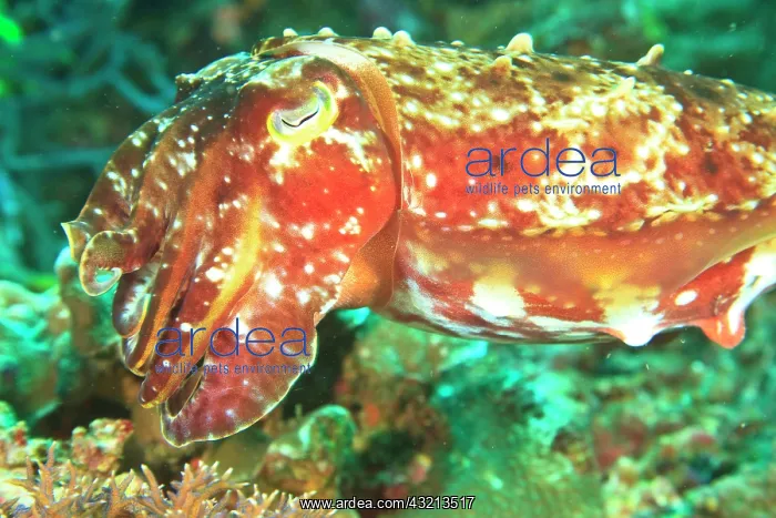 : Close-up of Broadclub Cuttlefish (Sepia : Close-up of Broadclub Cuttlefish (Sepia