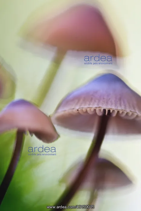 : Close-up of a bundle of unidentified fungi : Close-up of a bundle of unidentified fungi