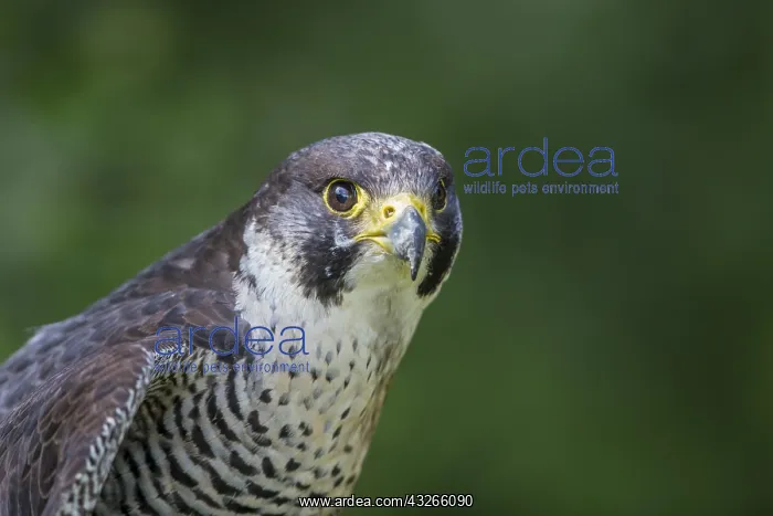 : Close-up of a captive peregrine falcon (Falco p : Close-up of a captive peregrine falcon (Falco p