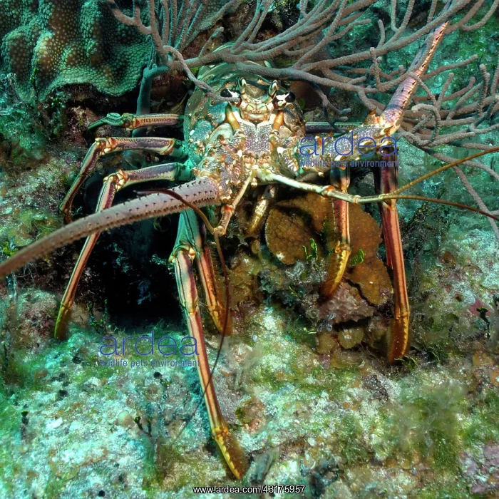 : Close-up of Caribbean caribbean spiny crayfish (Panulirus : Close-up of Caribbean caribbean spiny crayfish (Panulirus