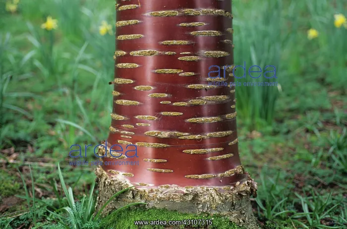 : Close-up of Cherry tree bark : Close-up of Cherry tree bark