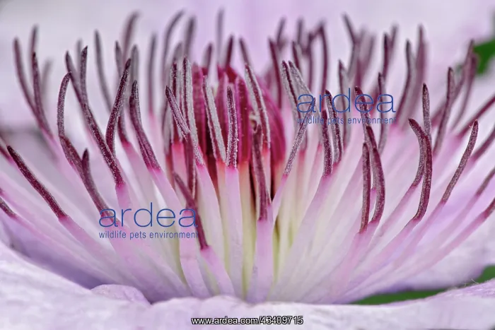 : Close-up of clematis flower, Schreiner Iris Gardens : Close-up of clematis flower, Schreiner Iris Gardens