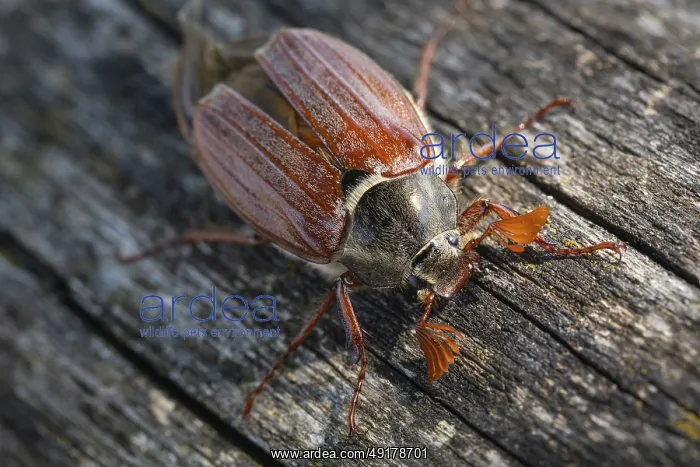 : Close-up of cockchafer - fascinating details of a spring messenger : Close-up of cockchafer - fascinating details of a spring messenger