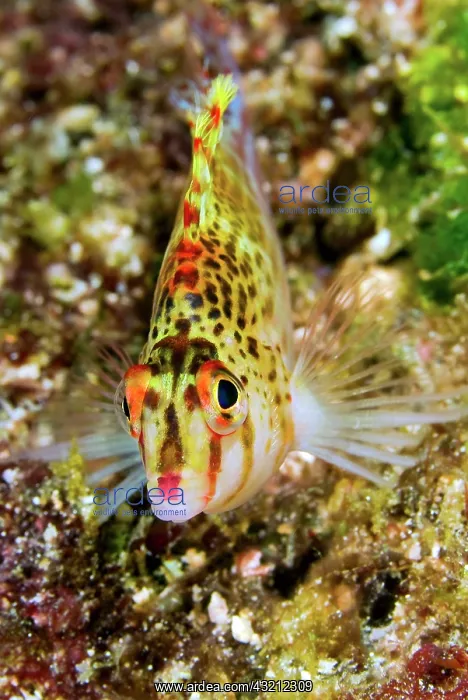 : Close-up of colorful hawkfish (Cirrhitidae) : Close-up of colorful hawkfish (Cirrhitidae)