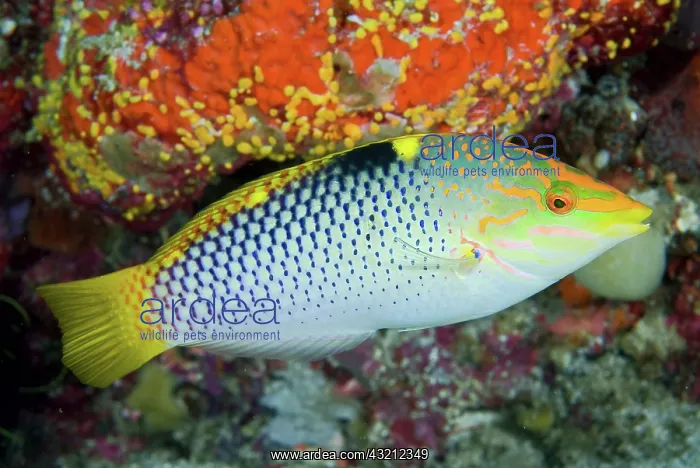 : Close-up of colorful wrasse (Labridae) : Close-up of colorful wrasse (Labridae)