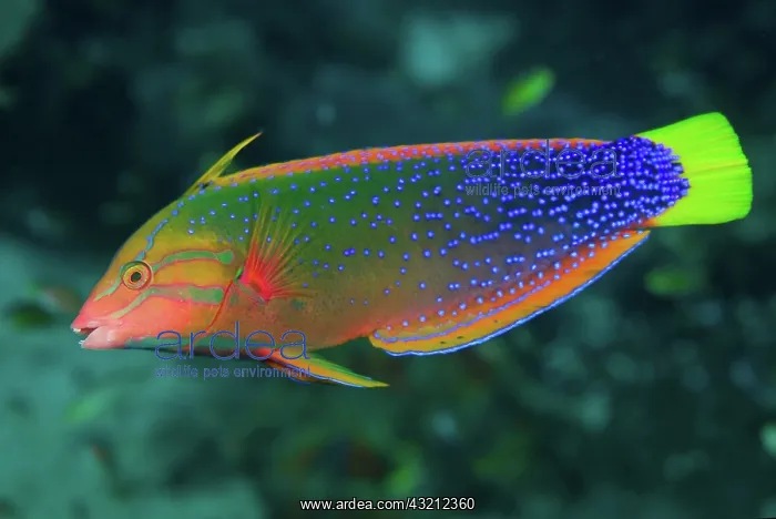 : Close-up of colorful wrasse (Labridae) : Close-up of colorful wrasse (Labridae)