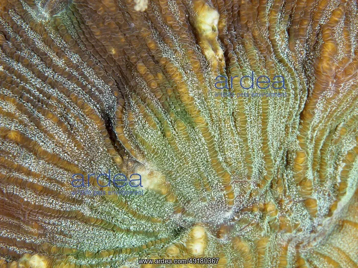 : Close-up of the complex patterns of a bulging coral (Open brain coral) : Close-up of the complex patterns of a bulging coral (Open brain coral)