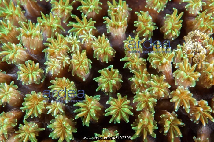 : Close-up of coral polyps (Galaxea sp), night dive : Close-up of coral polyps (Galaxea sp), night dive