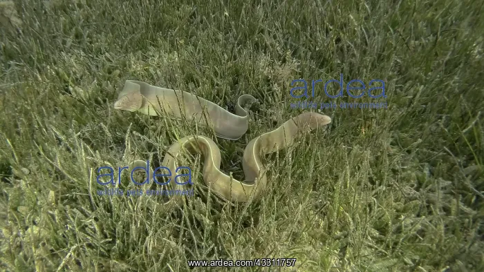 : Close-up of couple Moray lie in green seagrass : Close-up of couple Moray lie in green seagrass