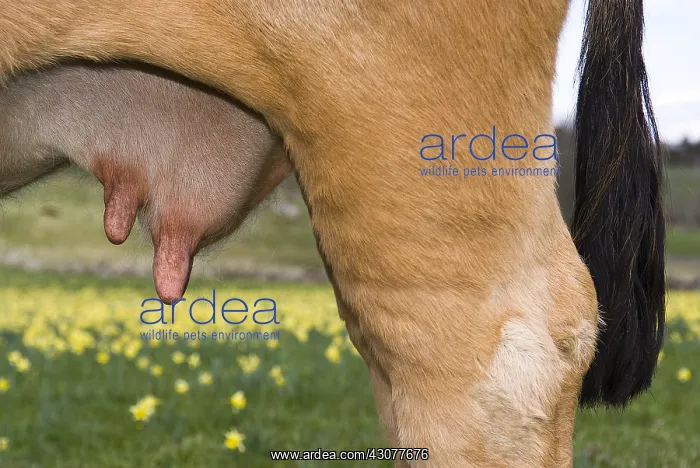 : Close-up of a cow's udder Aubrac France : Close-up of a cow's udder Aubrac France