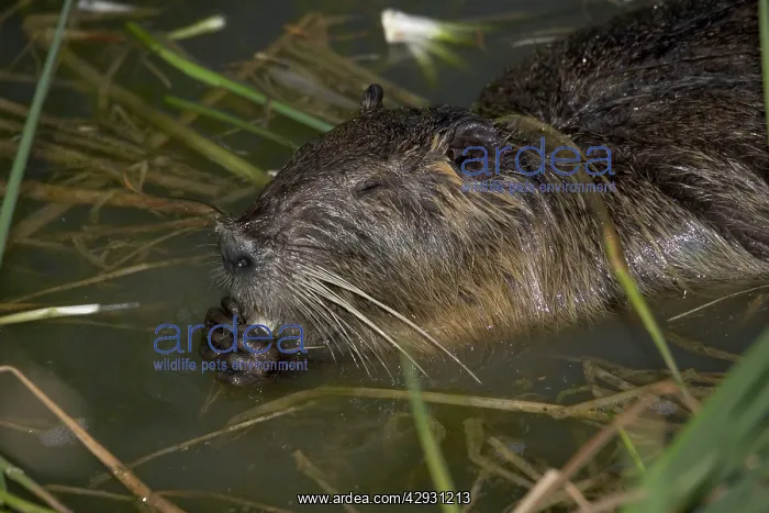 : Close-up of COYPU / Nutria feeding in reed bed : Close-up of COYPU / Nutria feeding in reed bed