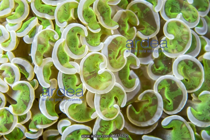 : Close-up of a Croissant Coral (Euphyllia ancora) : Close-up of a Croissant Coral (Euphyllia ancora)