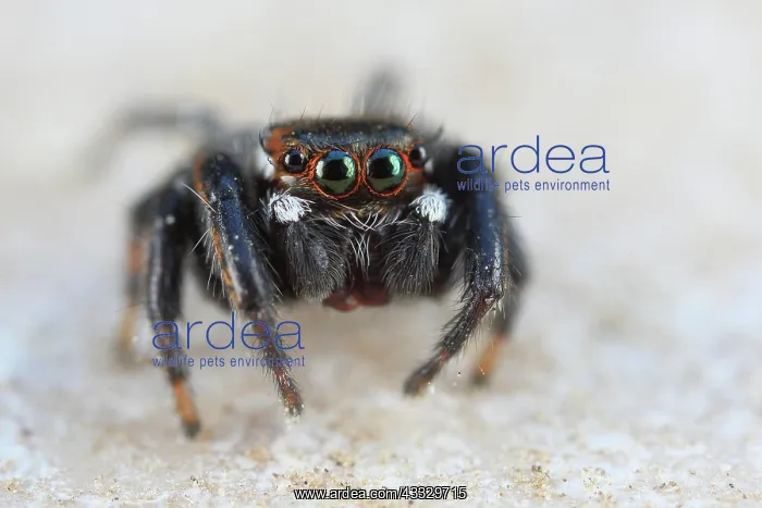 : Close-up of a cute jumping spider with green eye : Close-up of a cute jumping spider with green eye