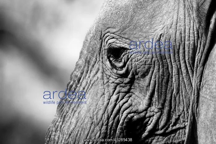 : A close-up of a desert-adapted elephant (Loxodo : A close-up of a desert-adapted elephant (Loxodo