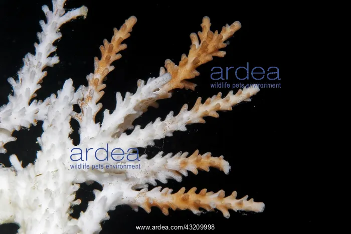  : Close-up of a diing coral, tropical sea