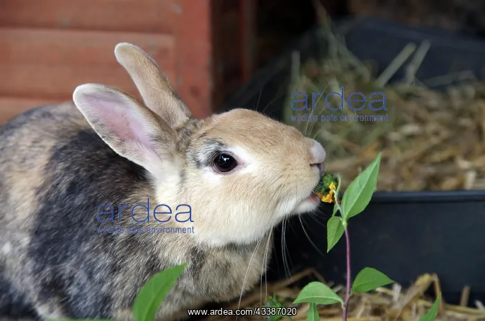 : Close-up, domestic rabbit (Oryctolagus cuniculus : Close-up, domestic rabbit (Oryctolagus cuniculus