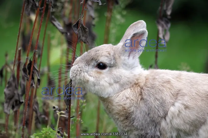 : Close-up, domestic rabbit (Oryctolagus cuniculus : Close-up, domestic rabbit (Oryctolagus cuniculus