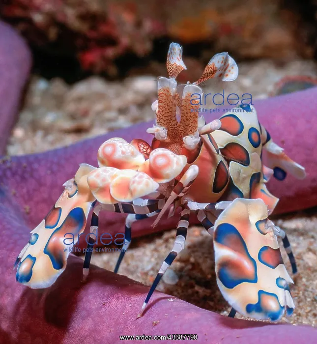 : Close-up of eastern harlequin shrimp (Hymenocera : Close-up of eastern harlequin shrimp (Hymenocera