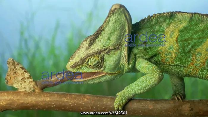 : Close-up, elderly bright green chameleon is hunting : Close-up, elderly bright green chameleon is hunting