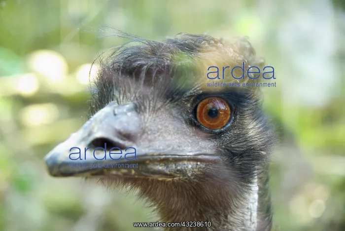  : Close-up of an emu's face, Taronga Zoo