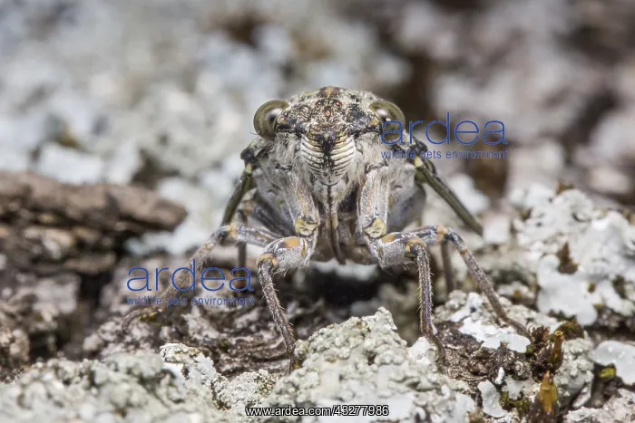 : Close-up of a European Common Cicada (Lyristes : Close-up of a European Common Cicada (Lyristes