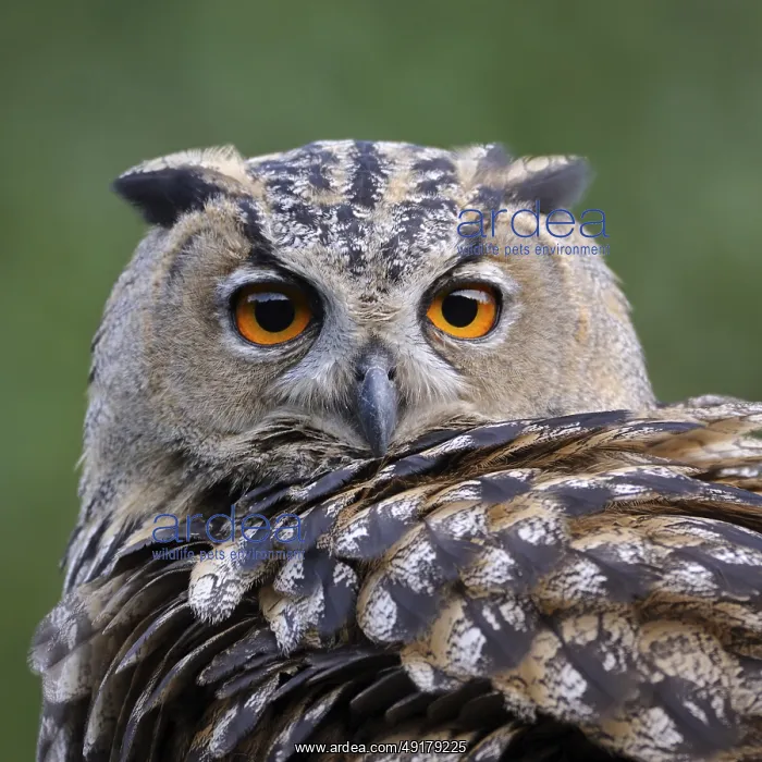 : Close-up... European Eagle Owl (Bubo bubo) : Close-up... European Eagle Owl (Bubo bubo)