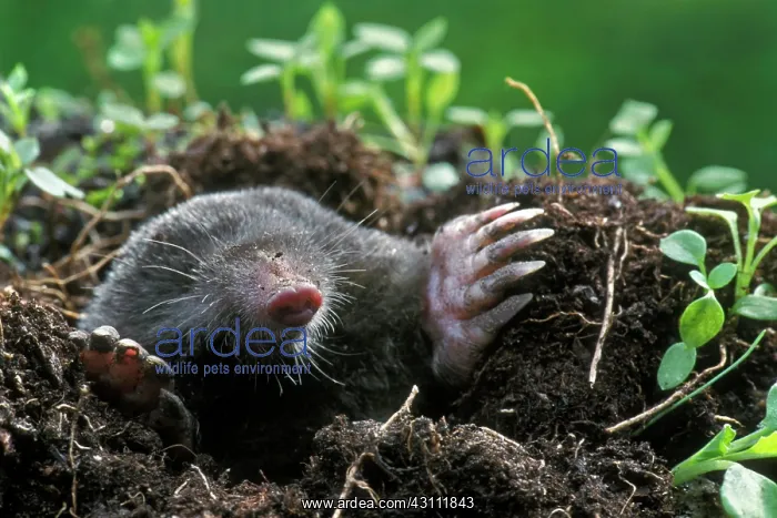 : Close-up of the European mole (Talpa europaea) emerging : Close-up of the European mole (Talpa europaea) emerging