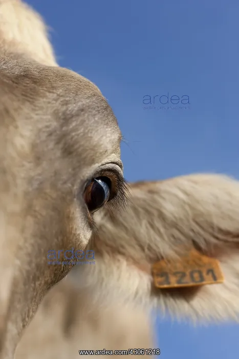 : Close-up of the eye and the ear of a cow Brown Swiss : Close-up of the eye and the ear of a cow Brown Swiss