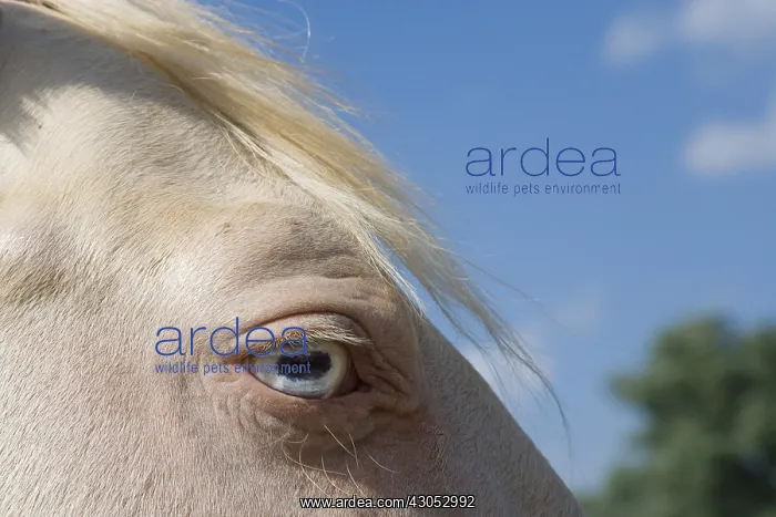 : Close-up of the eye of a horse : Close-up of the eye of a horse