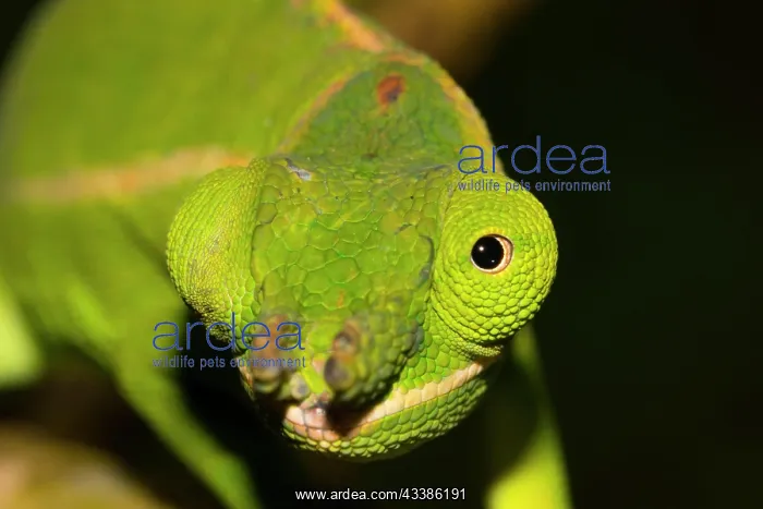 : Close-up of the eye and nose of a petter's chameleon : Close-up of the eye and nose of a petter's chameleon