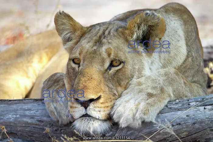 : Close-up of the face of a female lion (pantherus : Close-up of the face of a female lion (pantherus