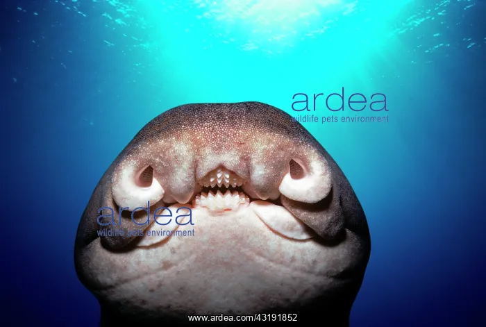 : Close-up of face of Port Jackson Shark (Heterodontus : Close-up of face of Port Jackson Shark (Heterodontus