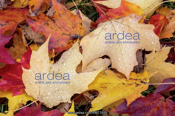 : Close-up of fallen autumn leaves, Kentucky : Close-up of fallen autumn leaves, Kentucky