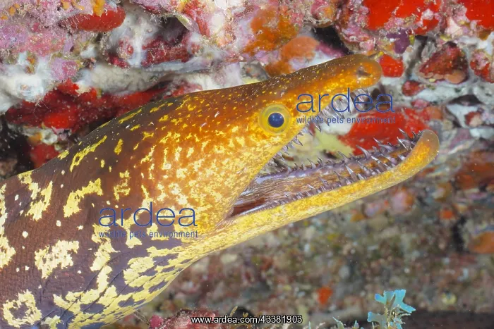 : Close-up of fangtooth moray (Enchelycore anatina) : Close-up of fangtooth moray (Enchelycore anatina)