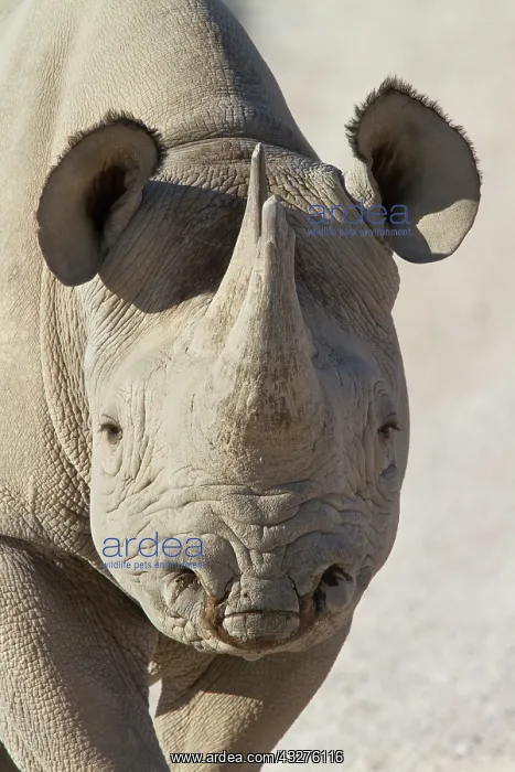 : Close-up of a female Black Rhinoceros (Diceros : Close-up of a female Black Rhinoceros (Diceros