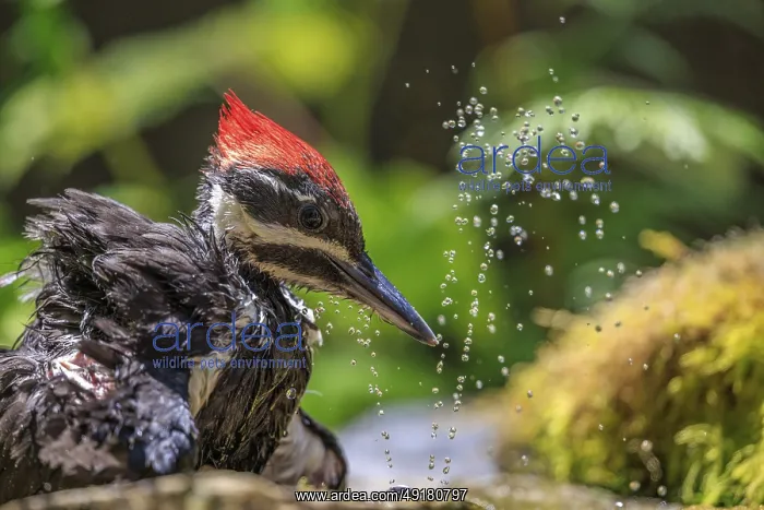 : Close-up of a female Pileated Woodpecker (Dryocopus pileatus) enjoying a spray of cool water from a suburban bird bath : Close-up of a female Pileated Woodpecker (Dryocopus pileatus) enjoying a spray of cool water from a suburban bird bath