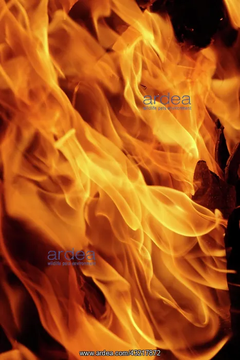  : Close-up of fire flames, Jodhpur, India