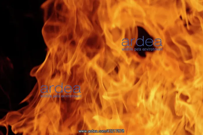 : Close-up of fire flames, Jodhpur, India : Close-up of fire flames, Jodhpur, India
