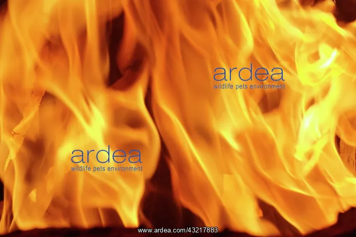: Close-up of fire flames, Jodhpur, India : Close-up of fire flames, Jodhpur, India