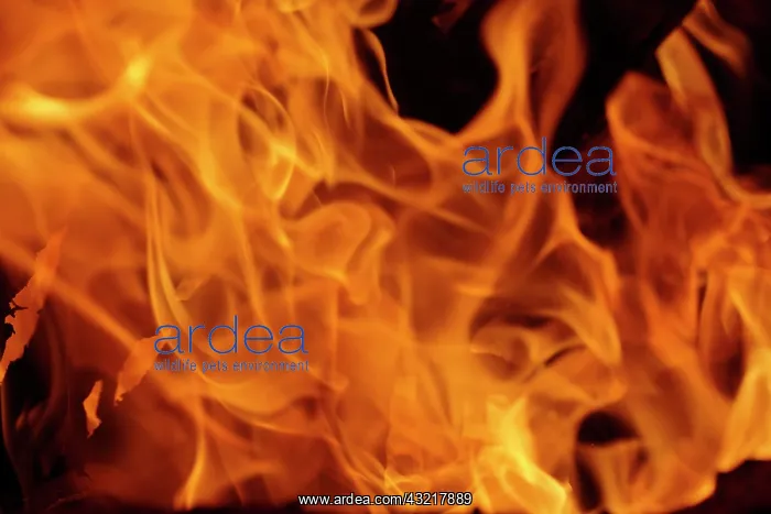 : Close-up of fire flames, Jodhpur, India : Close-up of fire flames, Jodhpur, India