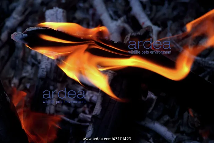 : Close-up of a fire, The Netherlands, Overijssel : Close-up of a fire, The Netherlands, Overijssel