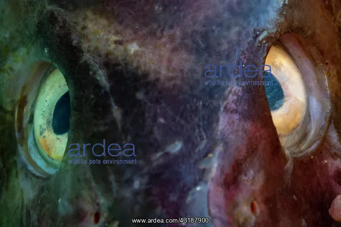 : Close-up fish eye, stockfish, cod (Gadidae), Nordland : Close-up fish eye, stockfish, cod (Gadidae), Nordland