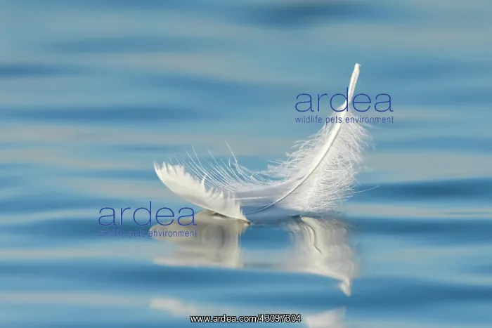 : Close-up of a floating swan feather on blue water : Close-up of a floating swan feather on blue water