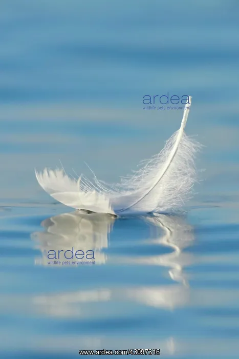 : Close-up of a floating swan feather on blue water : Close-up of a floating swan feather on blue water