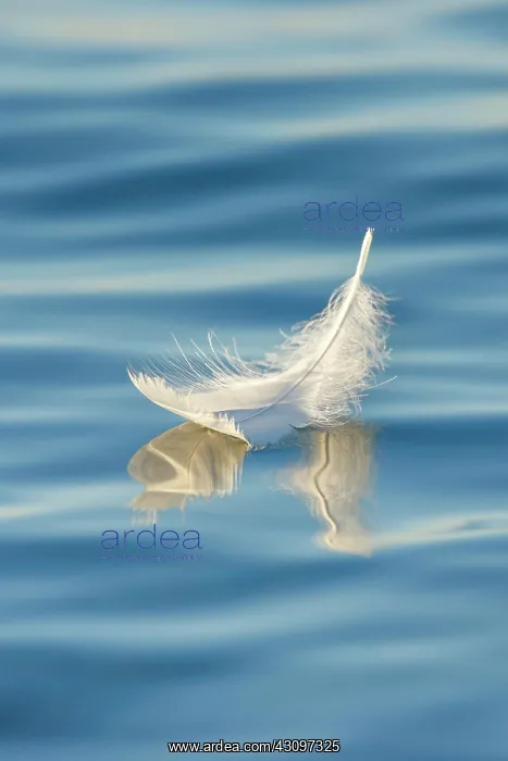 : Close-up of a floating swan feather on blue water : Close-up of a floating swan feather on blue water