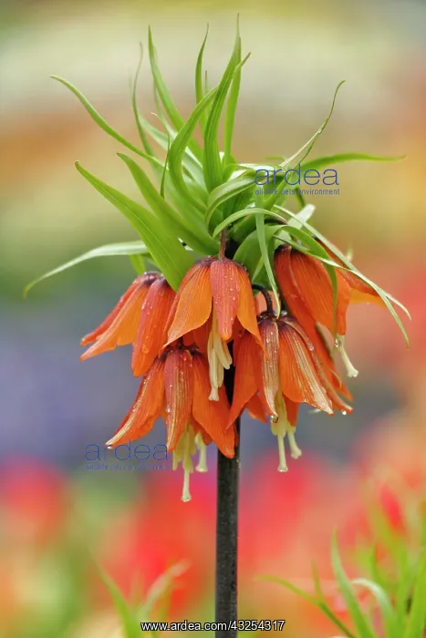 : Close-up of flower, Keukenhof Gardens, Lisse : Close-up of flower, Keukenhof Gardens, Lisse