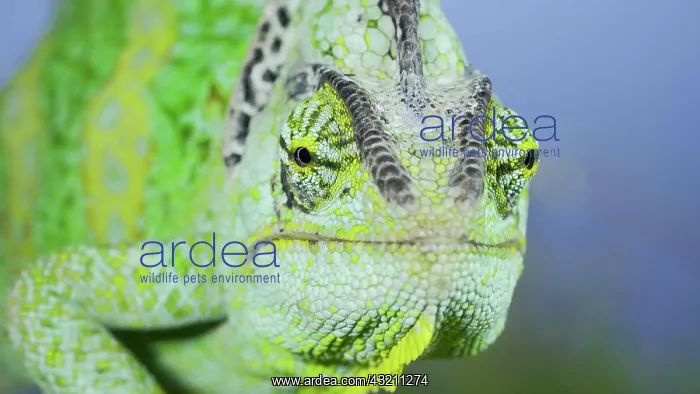 : Close-up frontal portrait of adult green Veiled : Close-up frontal portrait of adult green Veiled