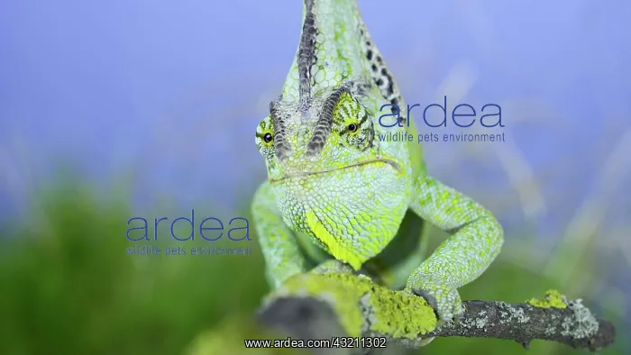 : Close-up frontal portrait of adult green Veiled : Close-up frontal portrait of adult green Veiled